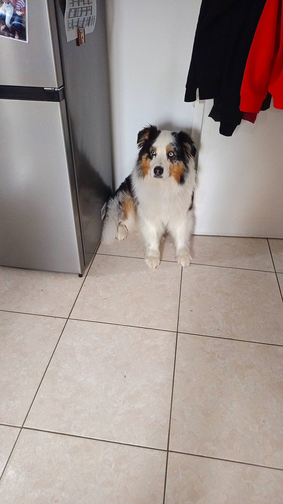 Ryo participe au concours pour gagner de l'argent avec cette photo : australian_shepherd, black, blue_eyes, calm, clothing, companion, curious, dog, domestic, door, fur, household, indoor, pet, red, refrigerator, sitting, tile_floor, waiting, white_wall