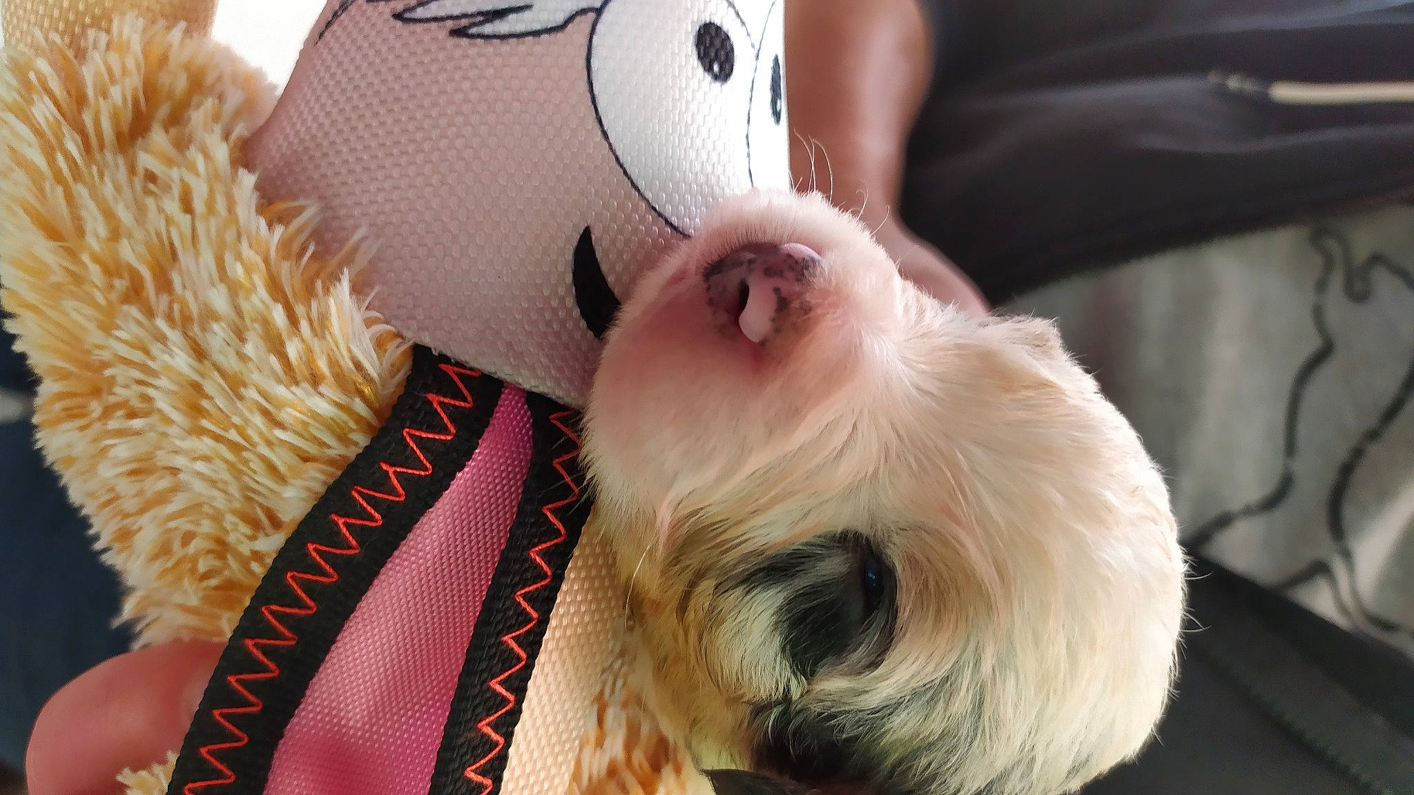 Ryo a rejoint le concours — aidez-le/la à gagner de superbes lots ! canidae, carnivore, companion_dog, dog, dog_breed, ear, fawn, fur, puppy, puppy_love, snout