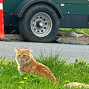 Rayo is registered to the contest to win money with this photo: animal, cat, construction, daylight, feline, flower, fur, grass, greenery, nature, orange_cat, outdoor, pet, road, sitting, tire, traffic_cone, urban, vehicle, yellow_flower