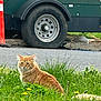 animal, cat, construction, daylight, feline, flower, fur, grass, greenery, nature, orange_cat, outdoor, pet, road, sitting, tire, traffic_cone, urban, vehicle, yellow_flower