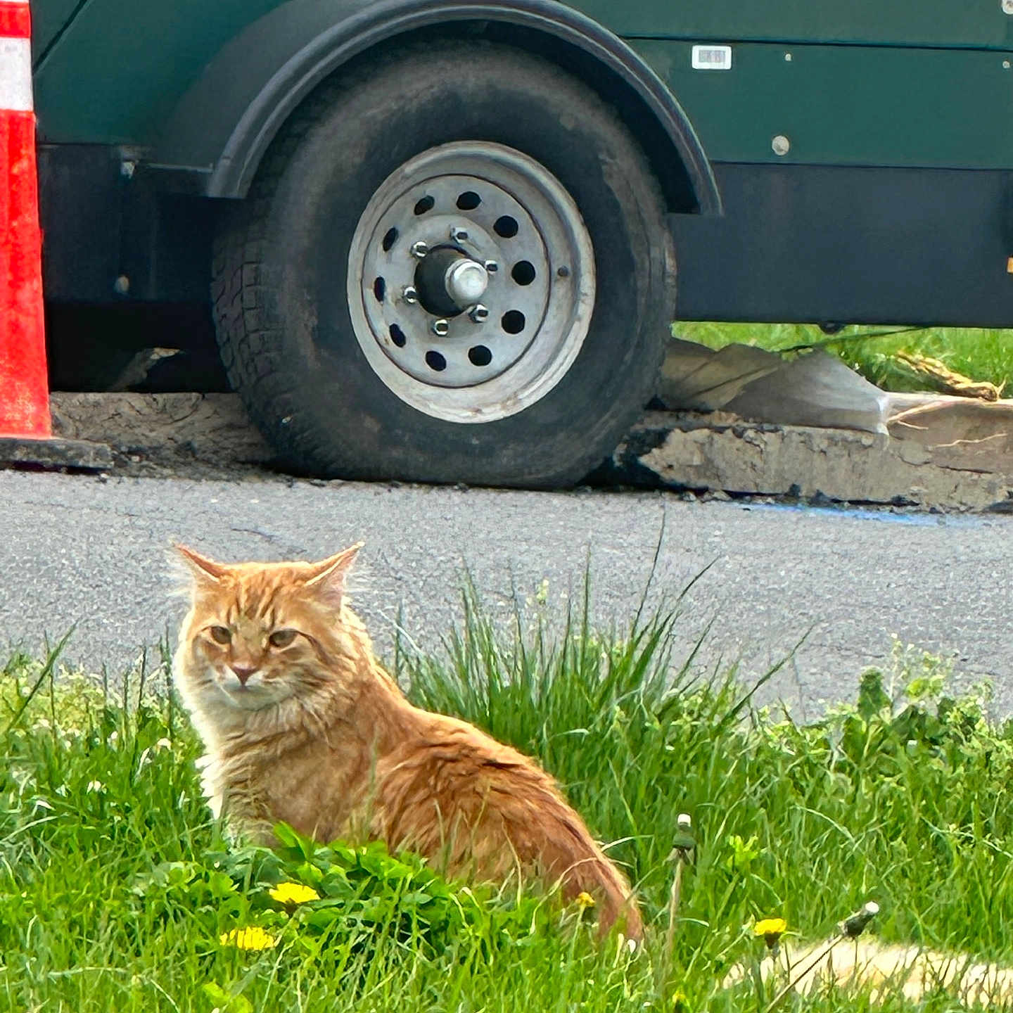 Rayo is registered to the contest to win money with this photo: animal, cat, construction, daylight, feline, flower, fur, grass, greenery, nature, orange_cat, outdoor, pet, road, sitting, tire, traffic_cone, urban, vehicle, yellow_flower