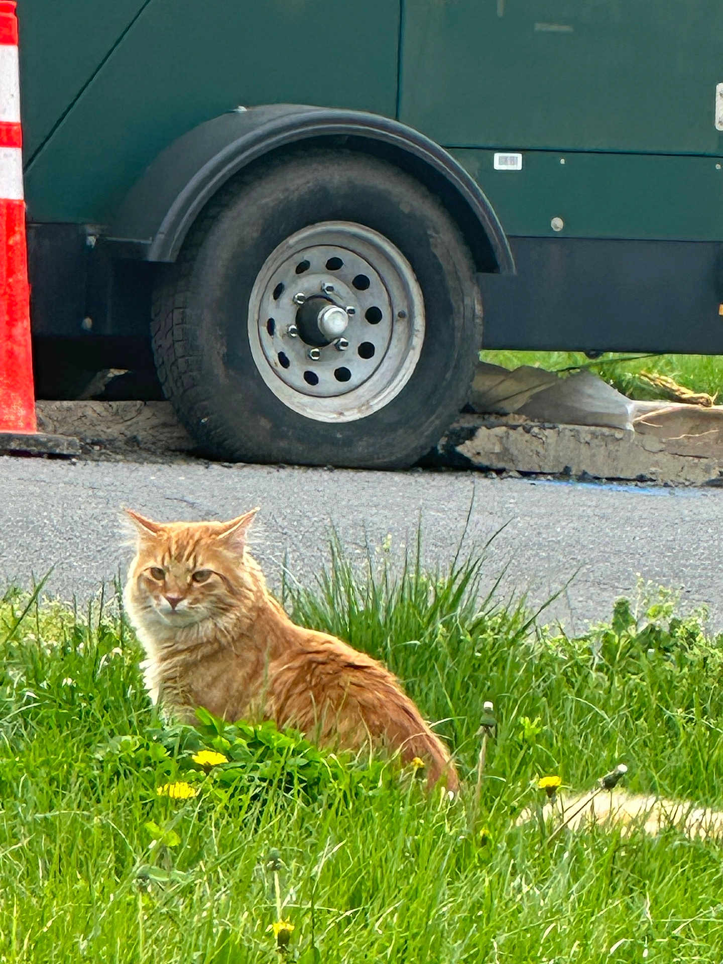 Rayo is registered to the contest to win money with this photo: animal, cat, construction, daylight, feline, flower, fur, grass, greenery, nature, orange_cat, outdoor, pet, road, sitting, tire, traffic_cone, urban, vehicle, yellow_flower