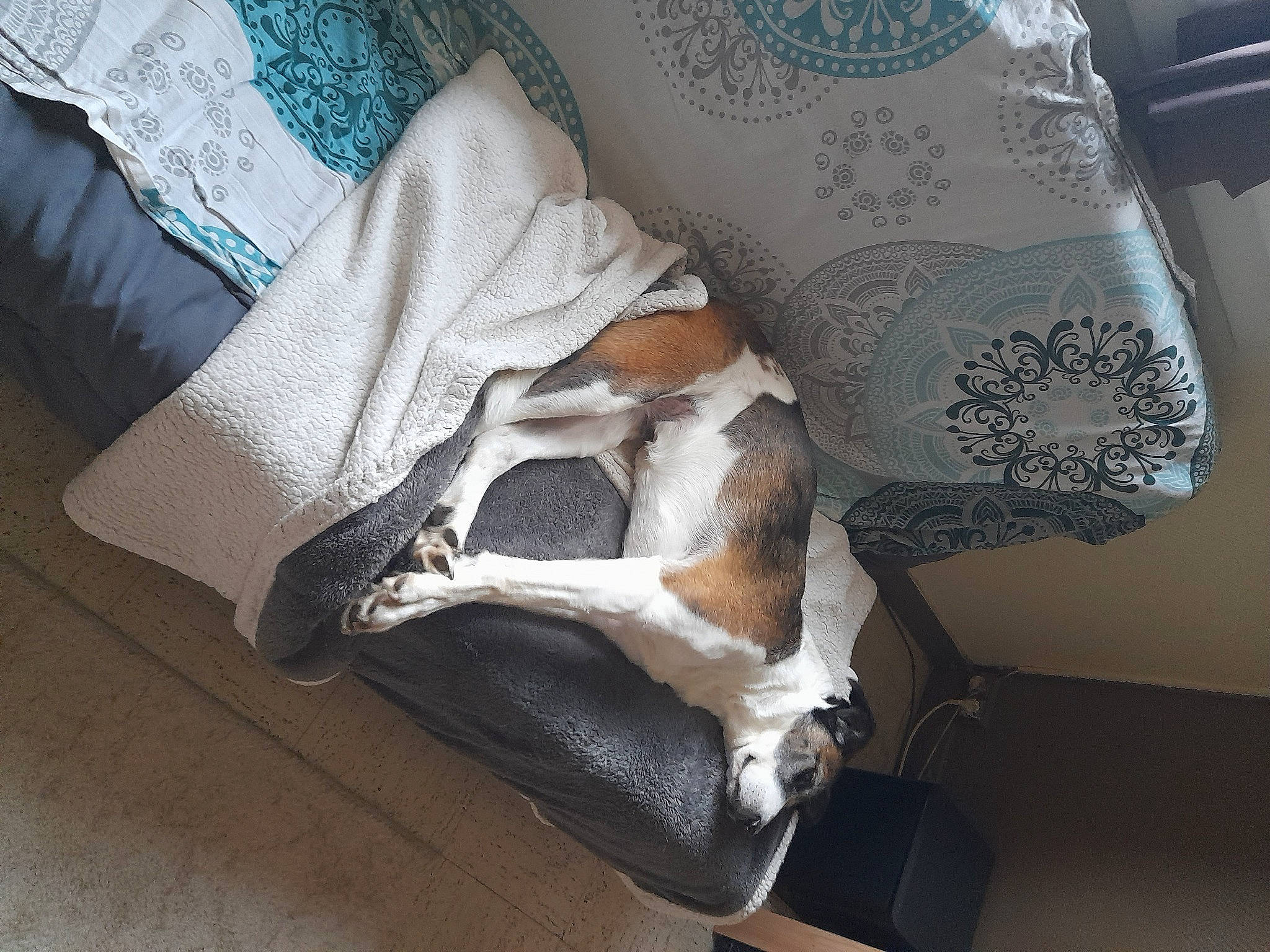 Gypsi participe au concours pour gagner de l'argent avec cette photo : canidae, carnivore, comfort, companion_dog, couch, dog, dog_breed, fawn, felidae, hardwood, human_leg, linens, pattern, paw, room, slipcover, small_to_medium_sized_cats, sporting_group, tail, wood