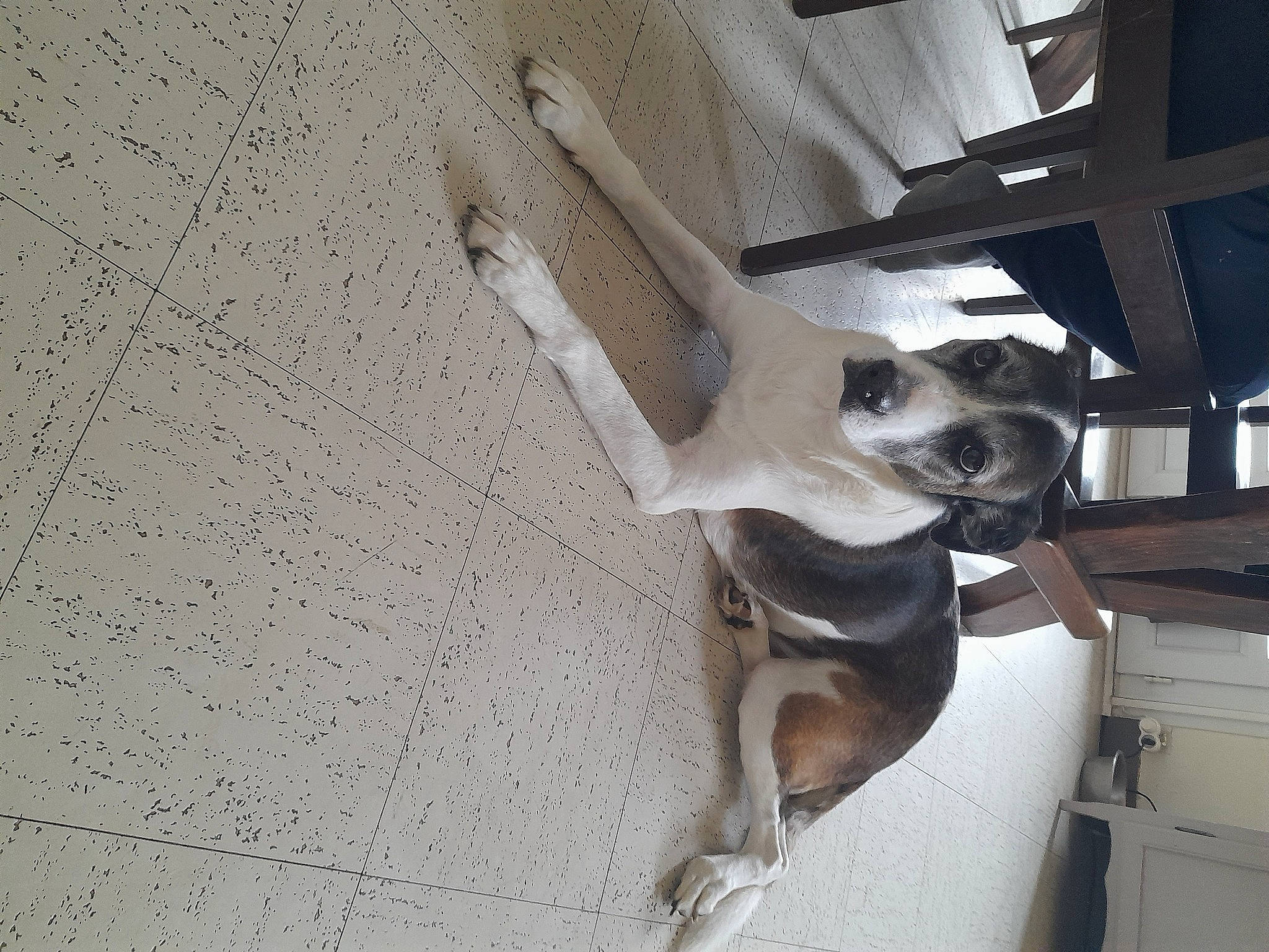 Gypsi a rejoint le concours — aidez-le/la à gagner de superbes lots ! auto_part, automotive_tire, carnivore, collar, comfort, companion_dog, dog, dog_breed, metal, wood, working_animal