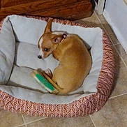 Ellie Bean joined the competition — help win amazing prizes! dog, puppy, tan_dog, sleeping, curled_up, pet_bed, dog_toy, green_toy, yellow_toy, indoor, home, wooden_cabinet, tile_floor, cozy, small_dog, resting, lying_down, animal, pet, portrait