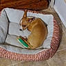 dog, puppy, tan_dog, sleeping, curled_up, pet_bed, dog_toy, green_toy, yellow_toy, indoor, home, wooden_cabinet, tile_floor, cozy, small_dog, resting, lying_down, animal, pet, portrait
