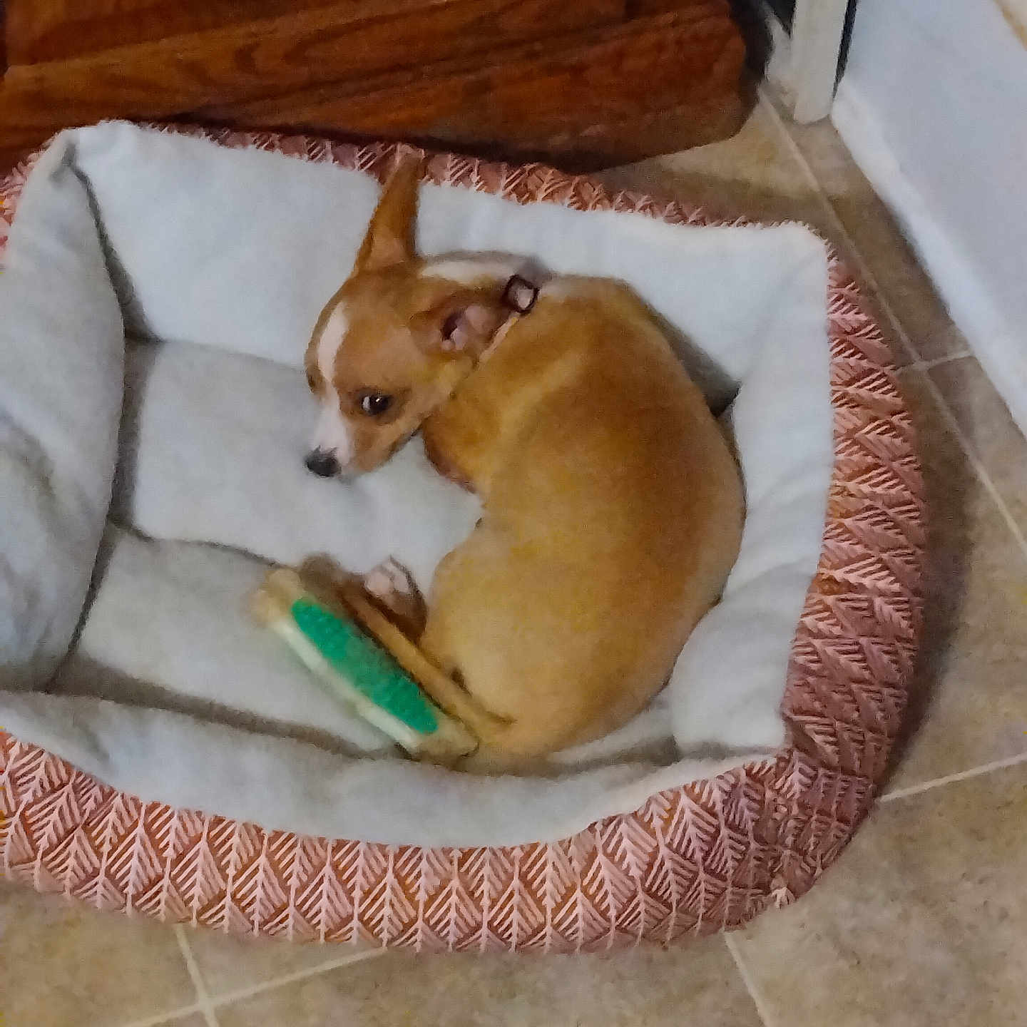 Ellie Bean joined the competition — help win amazing prizes! dog, puppy, tan_dog, sleeping, curled_up, pet_bed, dog_toy, green_toy, yellow_toy, indoor, home, wooden_cabinet, tile_floor, cozy, small_dog, resting, lying_down, animal, pet, portrait