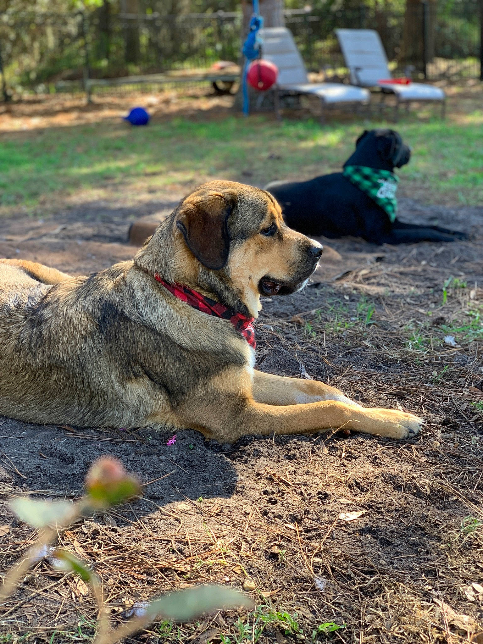 Tinka joined the competition — help win amazing prizes! carnivore, chair, collar, companion_dog, dog, dog_breed, dog_collar, dog_hiking, dog_supply, grass, pet_supply, plant, soil, sporting_group, tree, working_animal, working_dog