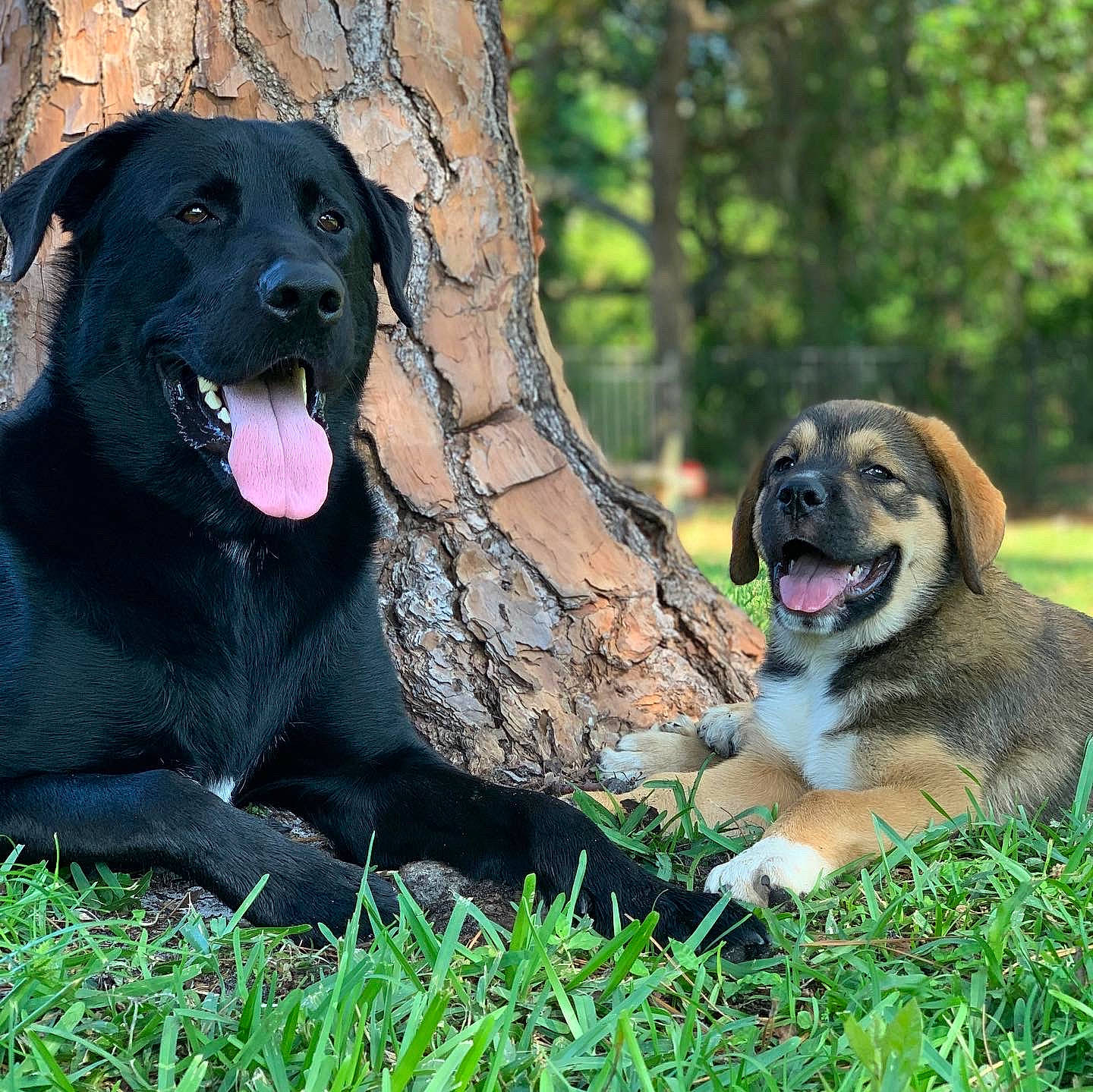 Tinka is registered to the contest to win money with this photo: ancient_dog_breeds, canidae, carnivore, companion_dog, dog, dog_breed, fawn, giant_dog_breed, grass, guard_dog, gun_dog, herding_dog, liver, paw, plant, snout, sporting_group, terrestrial_animal, tree, working_dog