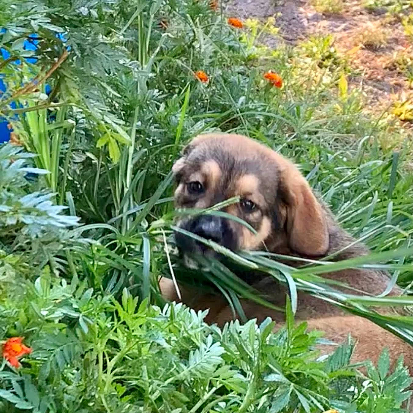 Tinka is registered to the contest to win money with this photo: annual_plant, carnivore, companion_dog, dog, dog_breed, fawn, flower, grass, groundcover, herb, herbaceous_plant, landscape, liver, plant, shrub, snout, terrestrial_animal, terrestrial_plant, vegetation, working_animal