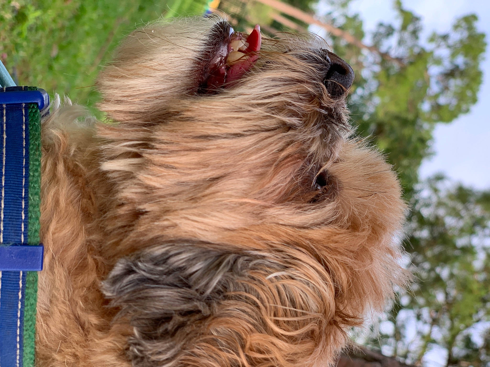 Peanut is registered to the contest to win money with this photo: canidae, carnivore, collar, companion_dog, dog, dog_breed, fawn, felidae, fur, liver, sky, snout, sporting_group, tail, terrier, tree, trunk, wildlife, wood, working_animal