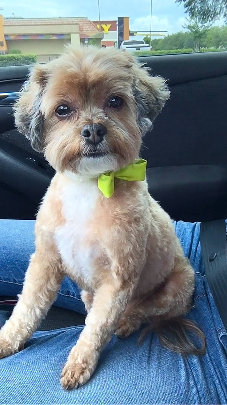 Peanut joined the competition — help win amazing prizes! canidae, carnivore, collar, companion_dog, dog, dog_breed, dog_collar, dog_supply, fashion_accessory, fawn, leash, liver, personal_protective_equipment, pet_supply, small_terrier, snout, sporting_group, toy_dog, water_dog, working_animal