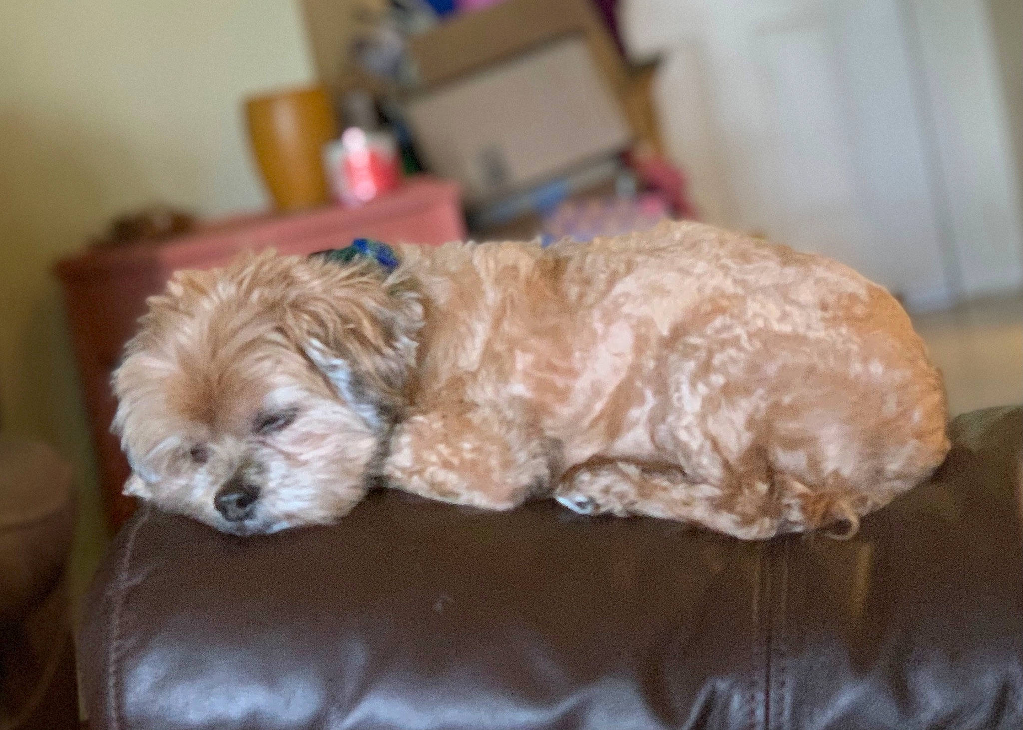 Peanut is registered to the contest to win money with this photo: canidae, carnivore, comfort, companion_dog, dog, dog_breed, dog_supply, fawn, fur, labradoodle, liver, puppy_love, shih_poo, small_terrier, snout, sporting_group, terrier, toy_dog, working_animal, yorkipoo