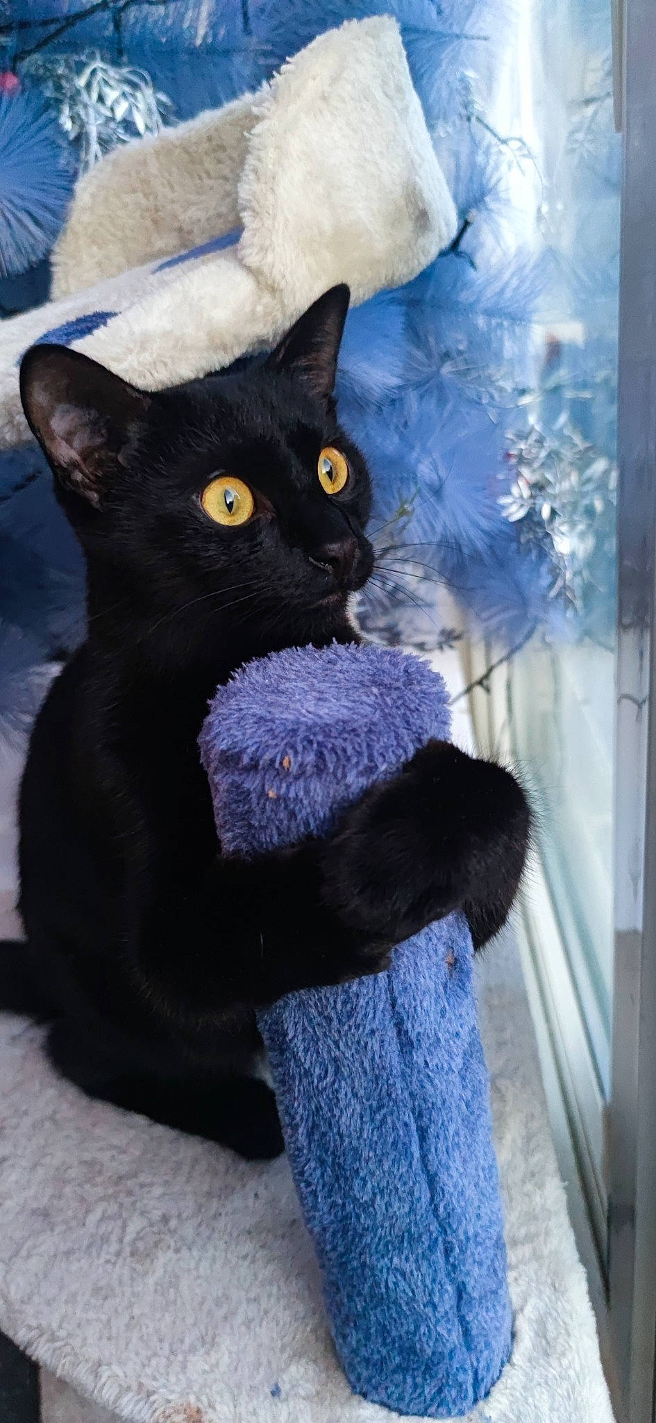 Stewie is registered to the contest to win money with this photo: art, black_cat, blue, bombay, carnivore, cat, domestic_short_haired_cat, electric_blue, fashion_accessory, felidae, fur, grey, pattern, small_to_medium_sized_cats, snout, tail, thread, whiskers, window, woolen