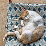 cat, sleeping, orange_cat, white_cat, pet, feline, cushion, patterned_cushion, chair, resting, cute, fur, domestic_cat, animal, relaxing, indoor, cozy, curled_up, paw, tail