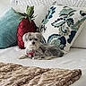 animal, bed, blanket, canine, comfort, cozy, cute, decor, dog, fabric, furniture, home, indoor, patterned_pillow, pet, pillow, red_collar, resting, small_dog, white_bedspread