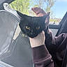 animal, black_cat, car_interior, casual, cat, clothing, daylight, domestic_cat, fur, golden_eyes, hand, holding, indoor, mesh_carrier, nature_outside, person, pet, restraint, seat, window