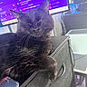 animal, black_cat, cat, chat_messages, computer_monitor, cute, drawer_unit, electronics, feline, fur, home_office, indoor, lounging, paw, pet, purple_screen, relaxed, resting, technology, whiskers