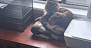 Eir joined the competition — help win amazing prizes! animal, blanket, cat, cozy, desk, domestic, feline, fluffy, fur, home_office, indoor, natural_light, organizer, pet, printer, quiet, relaxed, resting, window, wooden_surface