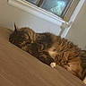 Eir is registered to the contest to win money with this photo: animal, blanket, brown, cat, cozy, cute, domestic_cat, feline, fur, indoor, night, pet, relaxation, resting, sleeping, soft, tabby_cat, whiskers, white_paws, window