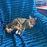 Eir is registered to the contest to win money with this photo: animal, blue_blanket, cat, chair, cozy, daylight, feline, fur, home, indoor, paw, pet, relaxed, resting, tabby, texture, tongue_out, whiskers, window, yawning