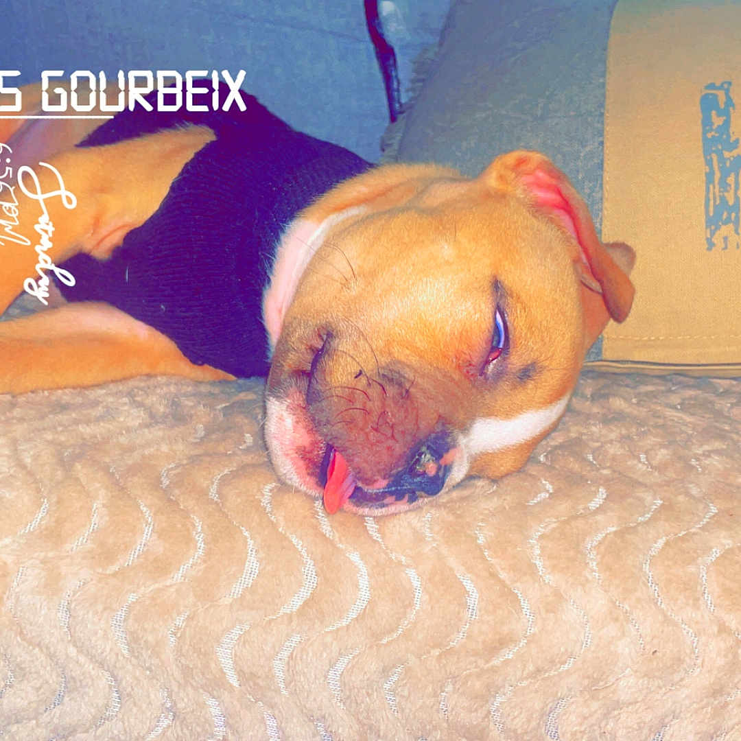 Loupy participe au concours pour gagner de l'argent avec cette photo : adult, animal, boxer, bulldog, canine, couch, cushion, dog, face, furniture, head, homedecor, hound, male, man, person, pet, pitbull, puppy, sleeping