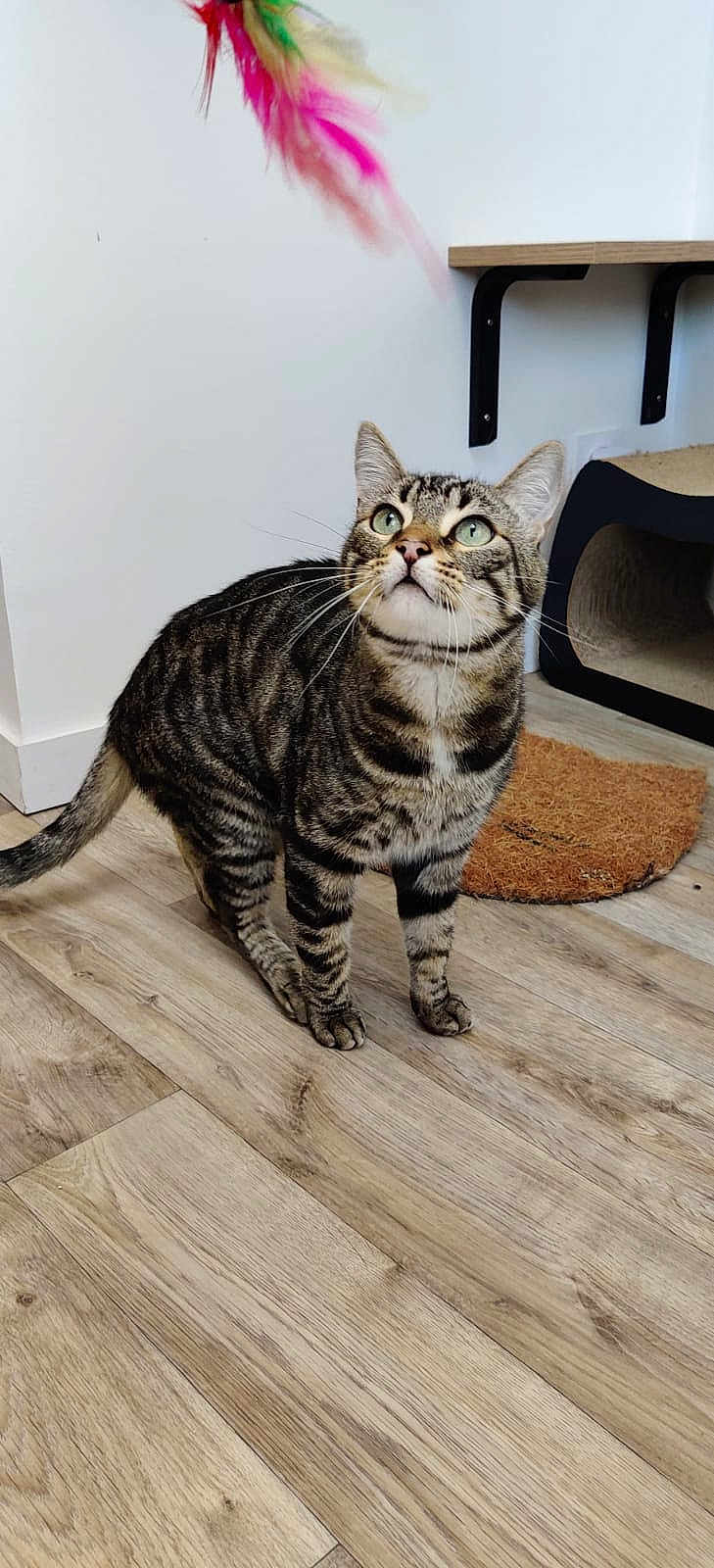 Ouistiti participe au concours pour gagner de l'argent avec cette photo : cat, tabby, green_eyes, feather_toy, wooden_floor, indoor, pet, playful, curious, feline, striped, animal, mammal, whiskers, ears, flooring, mat, cat_house, domestic, alert