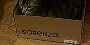 Ouistiti a rejoint le concours — aidez-le/la à gagner de superbes lots ! cat, tabby, cardboard_box, floor, wooden_floor, pet, indoor, animal, feline, cozy, curious, snug, box, domestic_cat, resting, looking, brown, striped, quiet, home