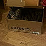 cat, tabby, cardboard_box, floor, wooden_floor, pet, indoor, animal, feline, cozy, curious, snug, box, domestic_cat, resting, looking, brown, striped, quiet, home