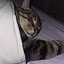 Ouistiti participe au concours pour gagner de l'argent avec cette photo : cat, tabby, sleeping, blanket, bed, cozy, feline, resting, indoor, pet, whiskers, fur, nap, comfort, domestic, cute, relaxed, pajamas, soft, peaceful