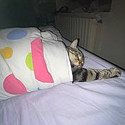 Ouistiti a rejoint le concours — aidez-le/la à gagner de superbes lots ! cat, tabby, blanket, bed, sleeping, stretching, indoor, polka_dot, paw, cozy, feline, resting, comfort, domestic, cute, striped, nighttime, relaxation, soft, warm