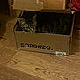Ouistiti participe au concours pour gagner de l'argent avec cette photo : cat, tabby_cat, cardboard_box, floor, wooden_floor, pet, animal, indoor, cozy, resting, sleepy, feline, cute, brown, striped, domestic_cat, box, relaxed, home, quiet