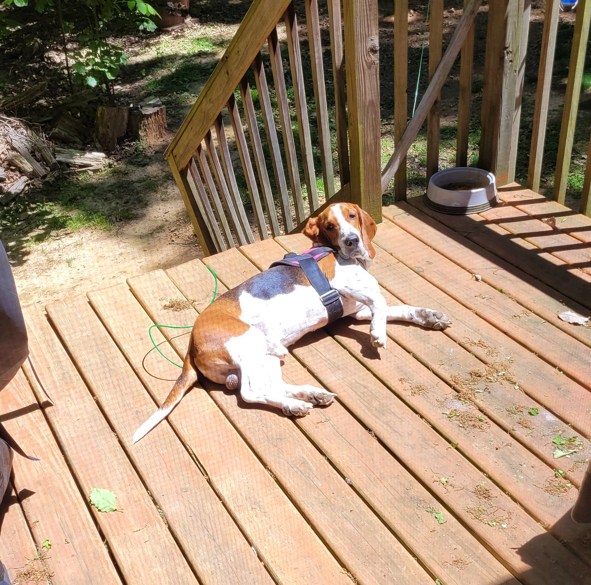 Walter joined the competition — help win amazing prizes! carnivore, companion_dog, deck, dog, dog_breed, fawn, fence, flooring, grass, hardwood, leisure, outdoor_furniture, outdoor_structure, plank, plant, porch, walkway, wood, wood_flooring, wood_stain