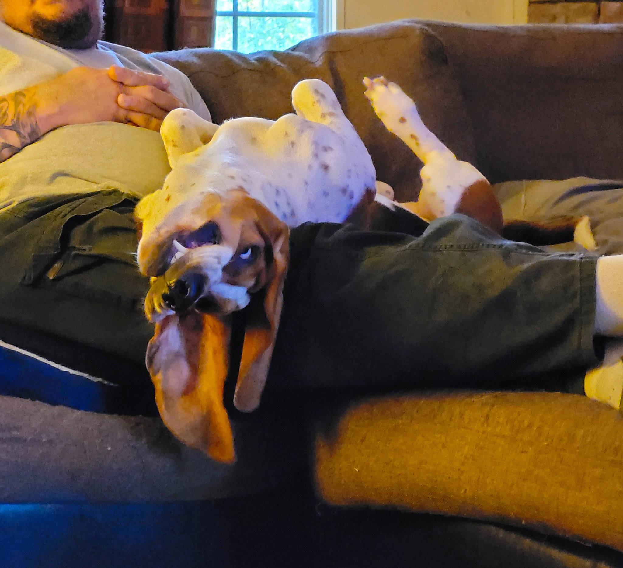 Walter is registered to the contest to win money with this photo: canidae, carnivore, comfort, companion_dog, couch, dog, dog_breed, fawn, felidae, fur, furniture, hardwood, linens, nap, pillow, room, small_to_medium_sized_cats, sporting_group, studio_couch, tail