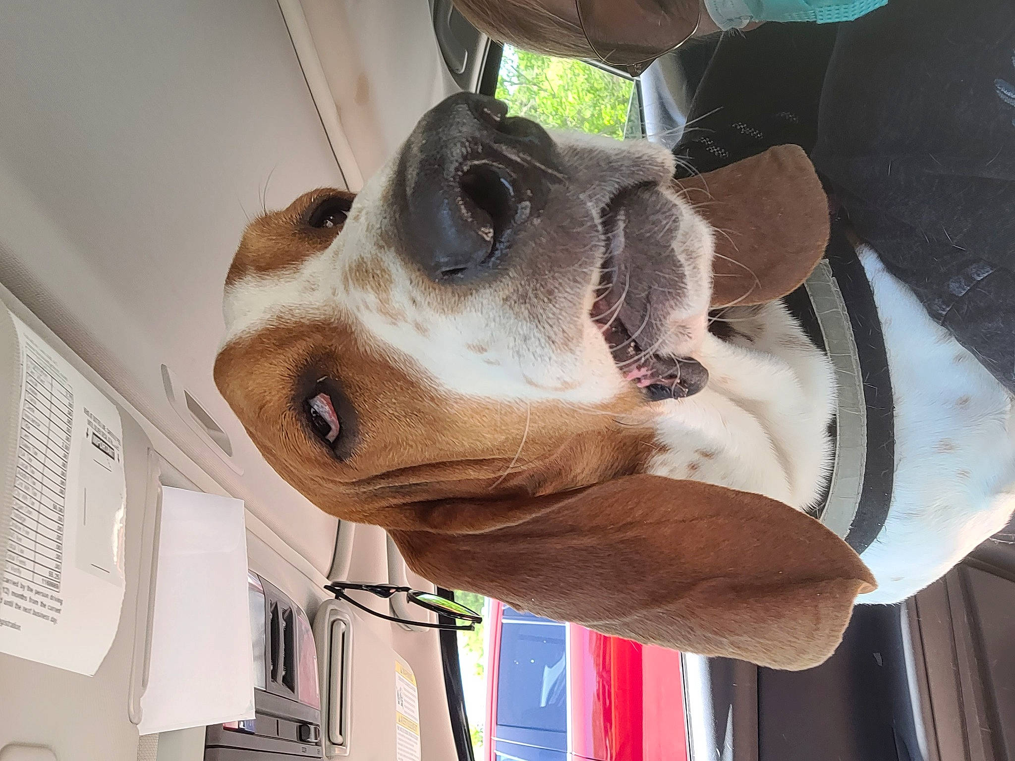 Walter is registered to the contest to win money with this photo: art, canidae, carnivore, ceiling, companion_dog, dog, dog_breed, eyewear, fawn, fun, fur, headgear, jaw, non_sporting_group, personal_protective_equipment, sculpture, snout, sporting_group, wood, working_animal