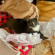 Milo is registered to the contest to win money with this photo: cat, tuxedo_cat, tissue_paper, gift_bags, wooden_floor, red_plaid, curious, indoor, messy, holiday, wrapping_paper, pets, feline, whiskers, playful, domestic_cat, looking_up, flooring, brown, white