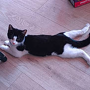 Oreo is registered to the contest to win money with this photo: animal, black_and_white, box, cat, curious, cute, domestic, ears, feline, floor, fur, household, indoor, lying_down, paws, pet, relaxed, tail, whiskers, wooden_floor