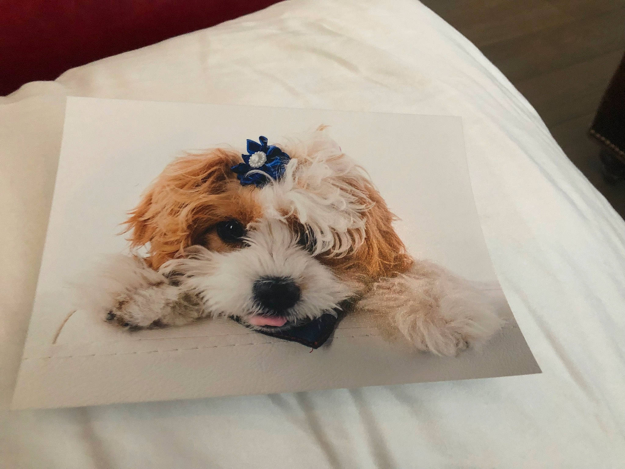 Missy is registered to the contest to win money with this photo: canidae, carnivore, companion_dog, dog, dog_breed, dog_collar, dog_supply, eyewear, fawn, font, glasses, liver, puppy_love, rectangle, snout, sporting_group, terrier, toy_dog, water_dog, working_animal