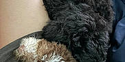 animal, blanket, canine, couch, cushion, dog, dogbed, furniture, homedecor, person, pet, poodle, puppy, sleeping, terrier