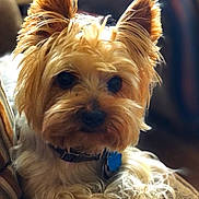 Archie is registered to the contest to win money with this photo: dog, small_dog, pet, cute, fluffy, fur, ears, eyes, collar, indoor, couch, cozy, resting, close_up, animal, companion, cute_pet, portrait, domestic_animal, relaxed