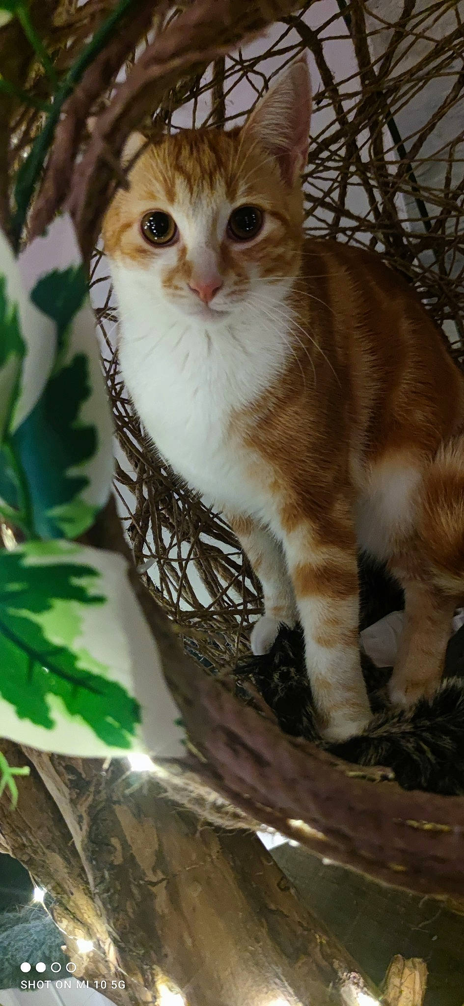 Dyson participe au concours pour gagner de l'argent avec cette photo : carnivore, cat, claw, domestic_short_haired_cat, fawn, felidae, fur, grass, paw, pet_supply, photo_caption, sitting, small_to_medium_sized_cats, tail, terrestrial_animal, twig, whiskers, wildlife