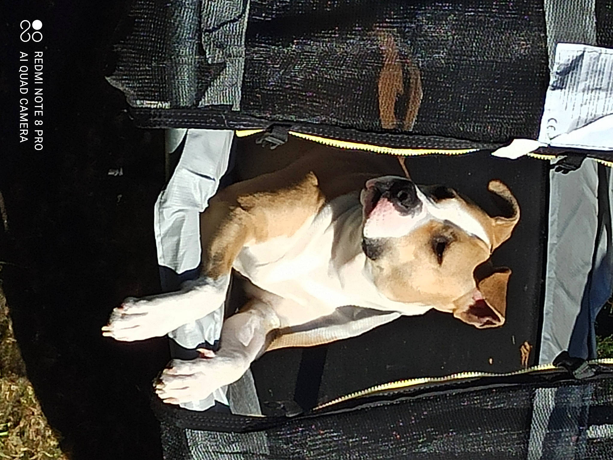 Mira participe au concours pour gagner de l'argent avec cette photo : art, canidae, fashion_accessory, fawn, flesh, font, fur, metal, photo_caption, rectangle, tail, visual_arts, working_animal