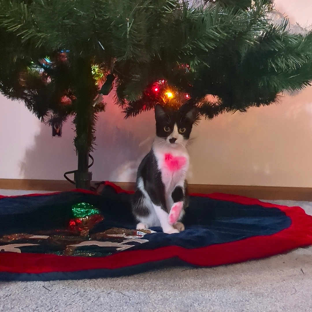 Barbeque Sauce is registered to the contest to win money with this photo: accessories, animal, canine, cat, christmas, christmasdecorations, christmastree, conifer, dog, festival, fir, horse, husky, kitten, manx, pet, plant, sphere, tree, wood