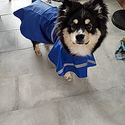 Akira a rejoint le concours — aidez-le/la à gagner de superbes lots ! dog, pet, raincoat, blue_raincoat, tile_floor, indoor, fluffy, black_and_white, looking_up, paws, fur, canine, eyes, ears, coat, cute, toy, towel, chair_leg, floor_tile