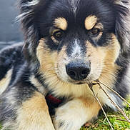 Akira participe au concours pour gagner de l'argent avec cette photo : adorable, canine, close_up, dog, eyes, fluffy, fur, grass, harness, lying_down, muzzle, nose, outdoors, paws, pet, portrait, stick, tricolor, twig, whiskers