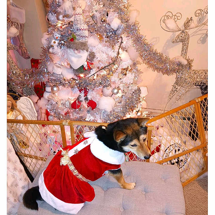 Mayesty is registered to the contest to win money with this photo: angel_figure, bench, carpet, celebration, christmas_tree, cozy, decorative_reindeer, dog, festive, festive_outfit, furniture, holiday_decorations, holiday_theme, indoor, ornaments, pet_clothing, red_dress, seasonal, tinsel, white_tree