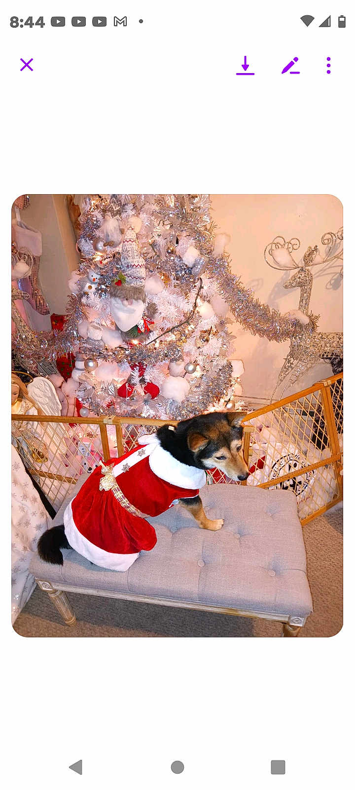 Mayesty is registered to the contest to win money with this photo: dog, christmas_tree, holiday_decorations, festive_outfit, bench, indoor, decorative_reindeer, angel_figure, tinsel, ornaments, white_tree, red_dress, carpet, furniture, holiday_theme, pet_clothing, celebration, seasonal, cozy, festive