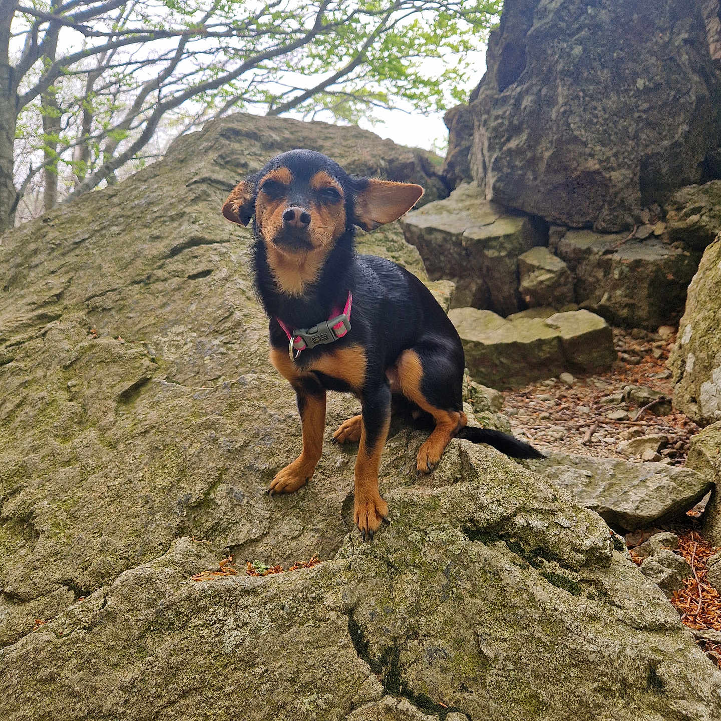 Stella participe au concours pour gagner de l'argent avec cette photo : accessories, animal, beagle, canine, chihuahua, dog, hound, land, nature, outdoors, pet, plant, puppy, rock, slate, soil, strap, tree, vegetation, wilderness