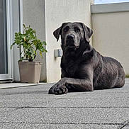 Mala a rejoint le concours — aidez-le/la à gagner de superbes lots ! animal, calm, canine, concrete, daylight, dog, ears, grey_dog, laying, looking_at_camera, outdoor, patio, paw, pet, plant, potted_plant, quiet, relaxed, snout, wall