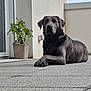 animal, calm, canine, concrete, daylight, dog, ears, grey_dog, laying, looking_at_camera, outdoor, patio, paw, pet, plant, potted_plant, quiet, relaxed, snout, wall